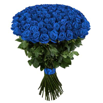 Розы Эквадор голубые